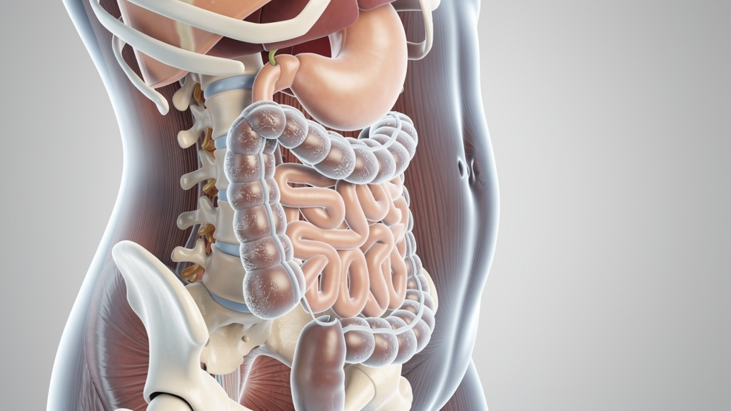 Anatomical view showing digestive organs and spine connection